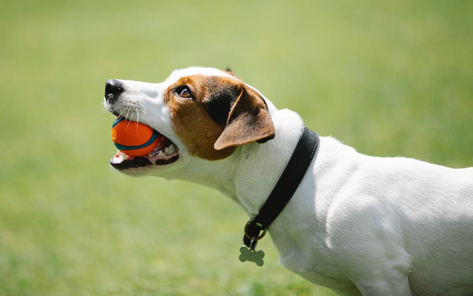 FunDoggy website